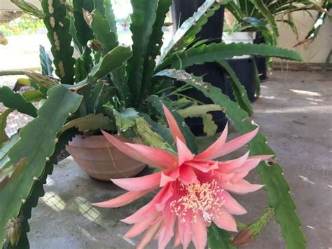 Choosing a place where direct sunlight will not fall on the crown. Shade House Full Of Epiphyllum Orchid Cactus Plants In ...