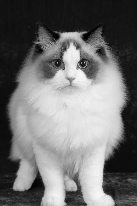 Ragdoll Black And White Cat Breeds Dogs And Cats Wallpaper