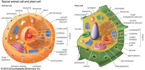 How can he see the organelles? Acadia K Cells Vocabulary Diagram Quizlet Parts Of The ...