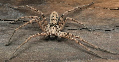 Huntsman Spider Vs Wolf Spider What Are 6 Key Differences A Z Animals