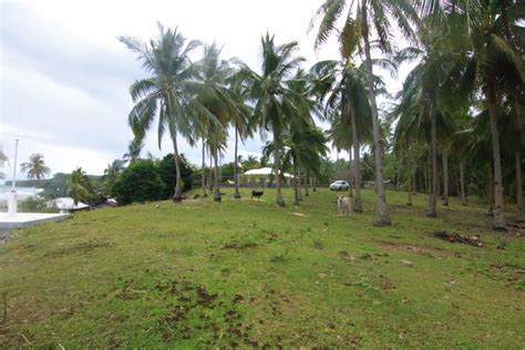 College of pharmacy, a $69 million research facility that will be named the l.s. Siquijor Beach Side Lots For Sale ID#siq030 - PhilX-Pat ...
