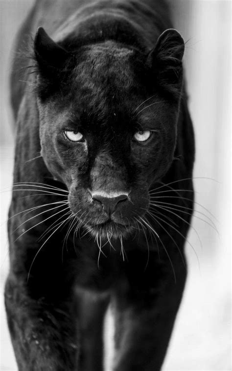 Black Panther Tattoo Black Panther Cat Panther Art Big Cats Cute