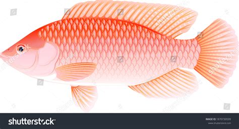 One Red Nile Tilapia Fish Side เวกเตอร์สต็อก ปลอดค่าลิขสิทธิ์