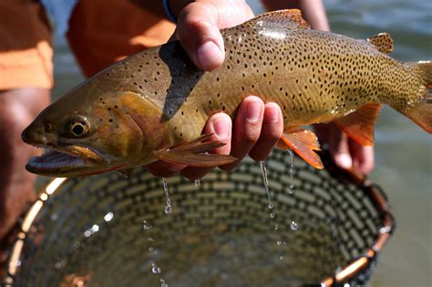 Best Trout Fishing In Idaho Including Brown Trout Fishing
