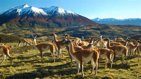 Patagonia Wildlife Safari Torres Del Paine Tours Adventuresmith