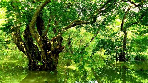 ratargul swamp forest sylhet city 2021 all you need to know before you go with photos