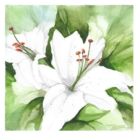 White Lily In Watercolor Botanical Art Plant Leaves White Lilies