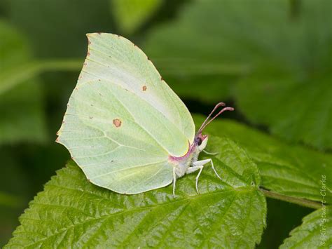 Which White A Photographic Identification Guide To White Butterflies