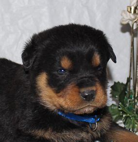 And if you happen to have free rottweiler puppies in indiana, do leave a comment! Cody - A Playful AKC Male Rottweiler Puppy for Sale in Indiana Puppy for Sale | VIP Puppies ...