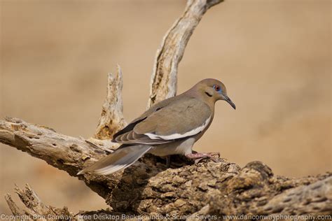 Migratory To Arizona The White Winged Dove Can Be Seen Searching For