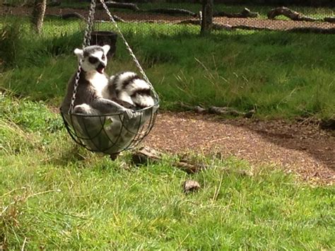 All In The Basket Lemurs Are Extremely Playful And Inquisitive Annas
