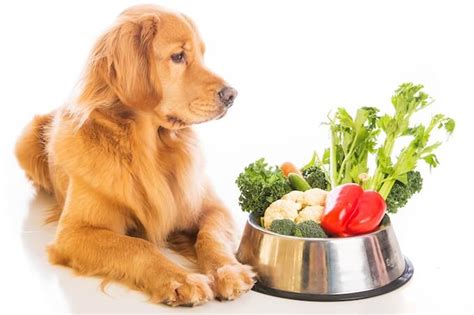 If you give them together, they will exceed the 10 percent amount of dog's daily intake prescribed by renowned. Can Dogs Eat Broccoli? Is It Safe For Them? - All Things Dogs
