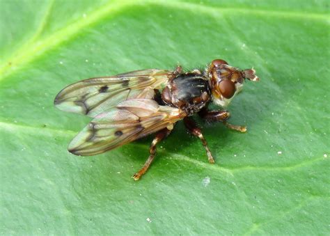 Myopa Tessellatipennis Female Ryton Wood Warwickshire Flickr