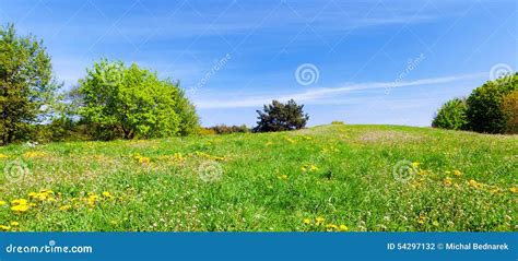 Panorama Of Summer Meadow With Green Grass Trees And Blue Sky Stock