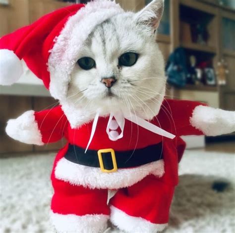 Santa Kitty Kat 😻 Christmas Pet Clothes Cat Christmas Costumes Cat