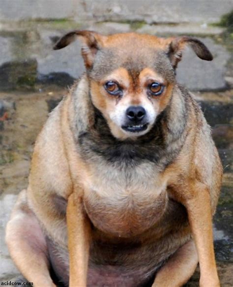 Explore and share the best fat dog gifs and most popular animated gifs here on giphy. Small Dog? Not Exactly | Animals