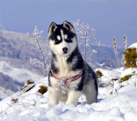7 Siberian Husky Pups With Stunning Blue Eyes