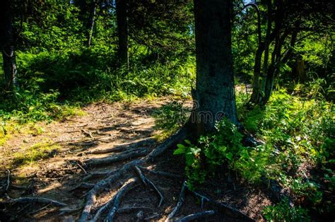 Dense Green Forest Summer Winding Path Between The Trees Stock Photo