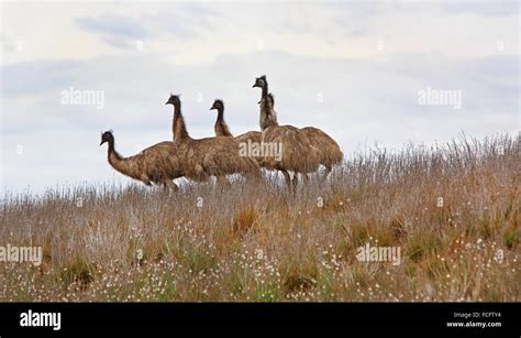 Emus Dromaius Novaehollandiae In The Outback Flinders Ranges South