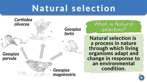 Natural Selection Biology Online Dictionary
