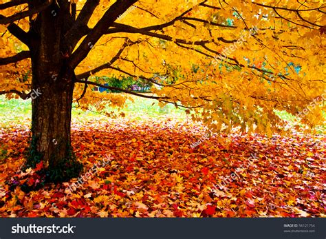Fall Leaves Trees Stock Photo 56121754 Shutterstock