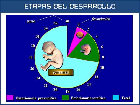 Sos Embriologia Humana Etapas Del Desarrollo Prenatal