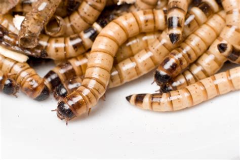 Controlling Your Lawn Grubs Prevent Infestation Swazy And Alexander