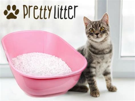 Pretty Litter Can Detect Health Issues Early The