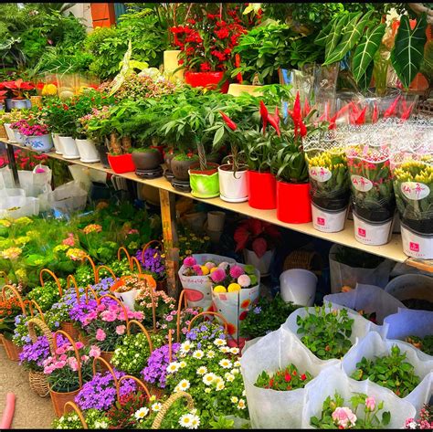 Shanghai Flower Market Pudong Best Flower Site