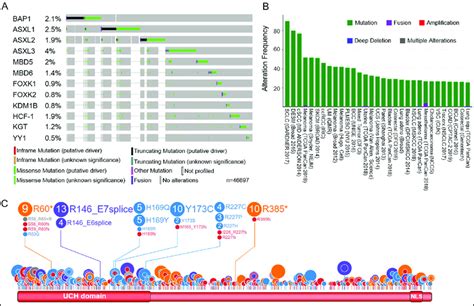 Bap1 Complex Mutations In Cancer A General Mutation Status Of Bap1 And Download Scientific