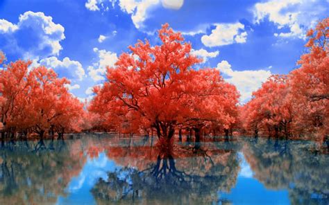 Hd Red Trees Wallpaper Download Free 60951