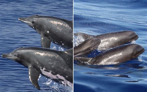 This Whale Dolphin Hybrid Is Not A Wholphin Heres Why Live Science