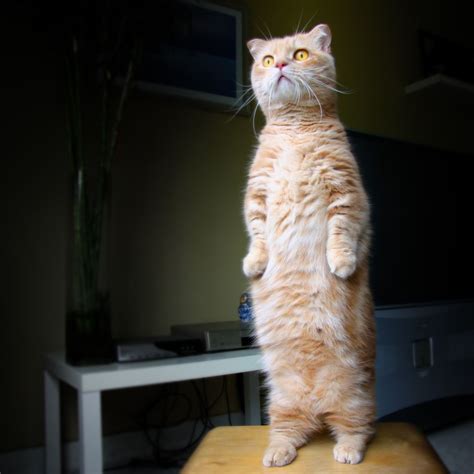 I Love When Cats Stand Up Like This It Is The Funniest Thing Ever