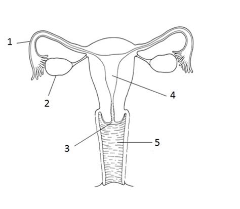 Go through the diagram given for. Female Reproductive System Sketch at PaintingValley.com ...