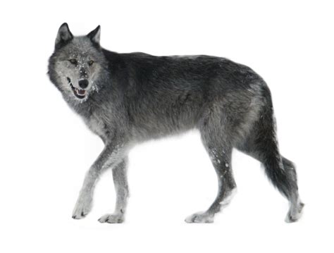 Wolf Walking Side Ways Png Image Purepng Free Transparent Cc0 Png