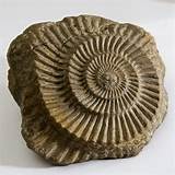 Videos On Fossils Images