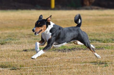 Terrier University Basenji The Barkless Hunting Dog