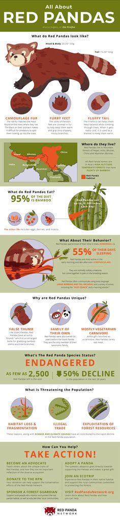 10 Red Panda Infographics Ideas Red Panda Panda Facts Panda