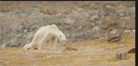 Emaciated Dying Polar Bear Serves As Plea For Environmental Changes
