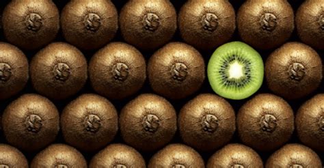 The fruit and fruit technology research institute of stellenbosch, south africa, obtained budwood of new zealand cultivars in 1960 and experimental plantings were made in a number of areas around the country. Global Kiwi Fruit Market 2019 - New Zealand and Italy are ...