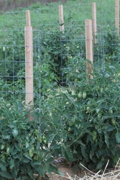 Stake Tomato Plants Plants Bj