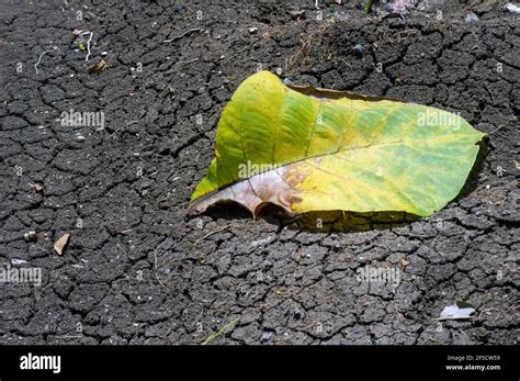 A Dry Teak Leaf On The Dry Mediterranean Soil In Gunung Kidul