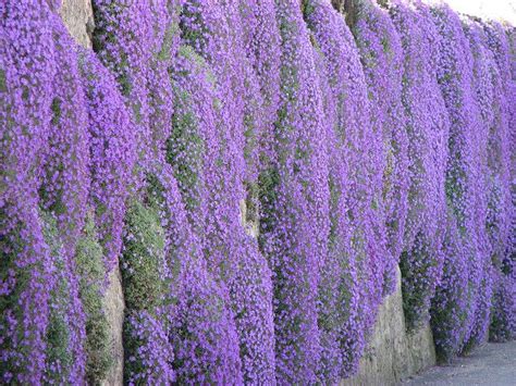 Plants make excellent privacy screens because they can block noise and unsightly views while also adding color, texture and seasonal interest that only gets better with each growing season. Groundover/rock garden plant, here growing down a rock wall, Campanula Muralis | Gardening Ideas ...