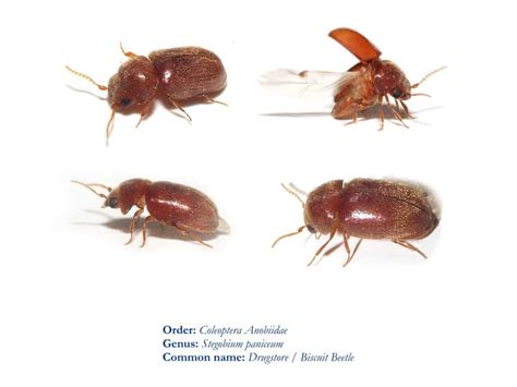 Tiny bug winged drones bugbot nano technology is here and now nanodrone. Small, Tiny Brown Bugs in My House - What Are They ...