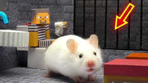 🐹 Hamster But Escapes Prison Minecraft Maze In Real Life 🐹 Obstacle