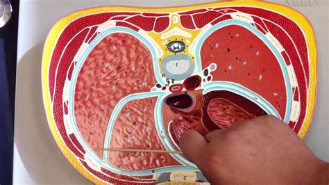 Cross Section Anatomy