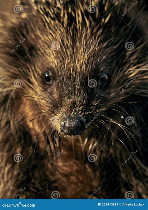 Close Up Portrait Of A Young Hedgehog Stock Image Image Of Face