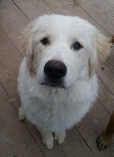 list  great pyrenees mix breed dogs