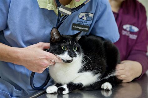 A feral kitten can learn to hold onto the meowing that served them well with their mother, and redirect it an extreme change in behavior like that may very probably mean she doesn't feel well and needs a trip to the vet. Cat Vet Near Me | Prairie Side Vet | Racine, WI