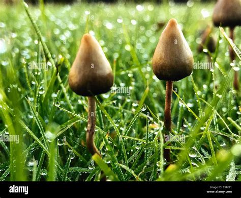 Psilocybin Mushrooms Known As Magic Mushrooms Or Shrooms In Morning